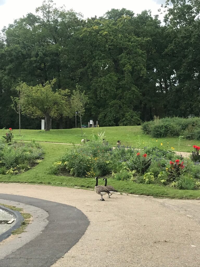 Quiet stay in Paris - 2 geese walking in Floral Park.